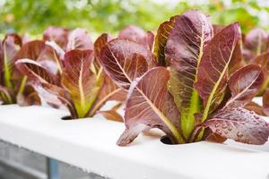 planta de ensalada de lechuga de hojas rojas orgánicas frescas en sistema de granja de vegetales hidropónicos foto