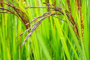 riceberry plant in green organic rice paddy field photo