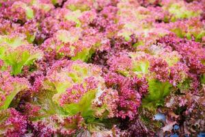 Fresh organic Lollo Rossa red leaves lettuce salad plant in hydroponics vegetables farm system photo