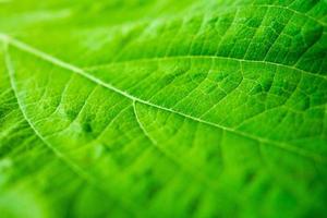 primer plano de fondo de textura de hoja verde foto