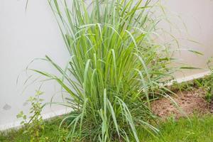 Lemongrass plant and leaves in organic garden photo