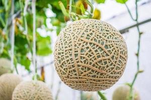 Fresh green Japanese cantaloupe melons plants growing in organic greenhouse garden photo