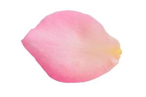 Pink rose petals isolated on white background with clipping path photo