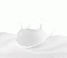 Milk crown splash, splashing in milk pool with white background photo