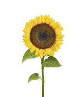 isolated sunflower on a white background photo