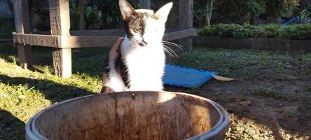 gato naranja, negro, blanco rascándose el cuerpo foto