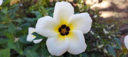 turnera ulmifolia es una especie de planta con flores del género de las flores a las ocho en punto foto