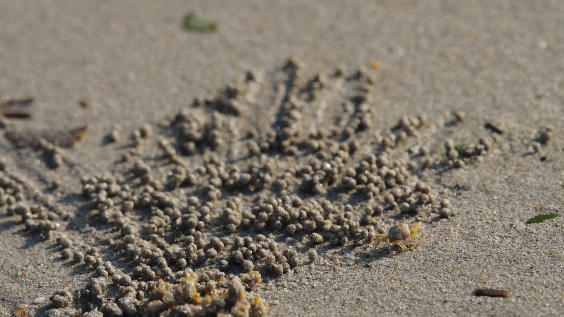 le crabe fait des boules de sable sur la plage au son de la mer 12203314 Vidéo de stock sur Vecteezy