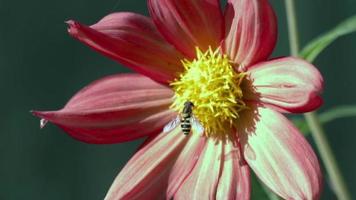 Insect hoverfly collects pollen from flowers in the garden in summer video
