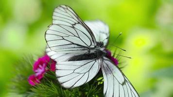 vlinders maat in de zomer. kool vlinders in tuin video