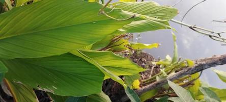 Turmeric or turmeric leaves, is one of the spices and medicinal plants native to the Southeast Asian region photo