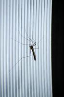Mosquitoes of the long-legged. Large flying insect. Large male mosquito. Daddy-longlegs. photo