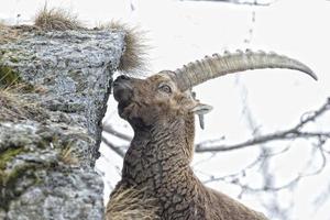 ciervo cabra montés cuerno largo oveja steinbock foto