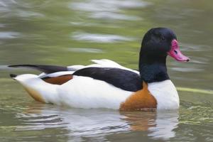 pato multicolor en el fondo verde del agua foto