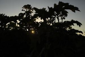 planta al atardecer. puesta de sol en matorrales. paisaje natural en verano. foto