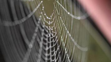 Close up view of spider web coverd with drops of moist. video