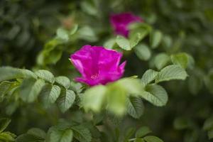 Bush rose in park. Scarlet flower. Natural background. photo