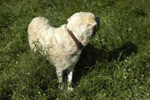 White Labrador in summer. Pet on walk. photo