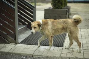 Stray dog on street. Animal in town. Dangerous beast. photo