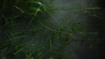 une promenade dans les bois brumeux la nuit video