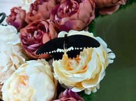 butterfly sits on a flower. black tropical butterfly. photo