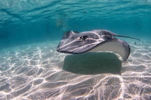 mantarraya en la polinesia francesa foto