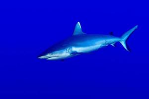 Grey shark ready to attack underwater photo