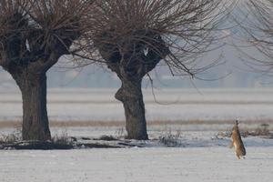 A rabbit in the snow photo