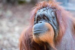 orangutan monkey close up portrait photo