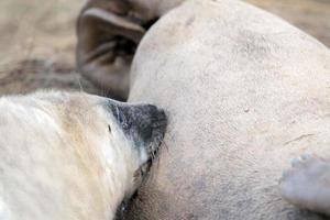 cachorro de foca gris mientras te mira mientras cría foto