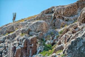 cactus on desert rock island photo