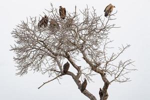 buitre en un árbol en el parque kruger foto