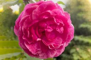 a beautiful rosebud on a summer background photo