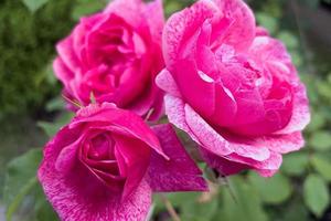 a beautiful rosebud on a summer background photo