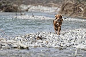 Puppy dog cocker spaniel photo