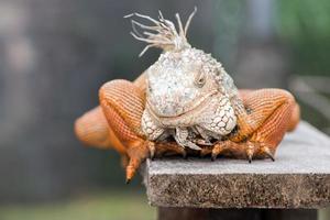 iguana indonesia close up portrait looking at you photo