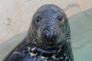 retrato de foca gris foto