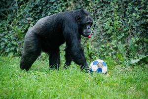 mono chimpancé mientras viene hacia ti con una pelota de fútbol foto