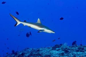 Grey shark ready to attack underwater in the blue photo