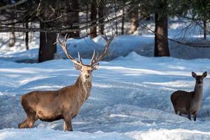 male deer portrait while looking at you photo