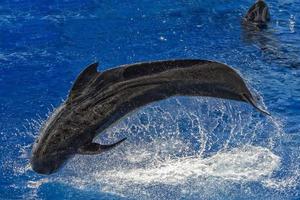 pilot whale jumping outside the sea photo