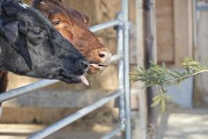 Cow portrait while licking pine tree branch photo