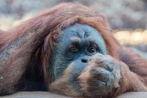 orangutan monkey close up portrait photo