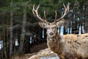 male deer portrait while looking at you photo