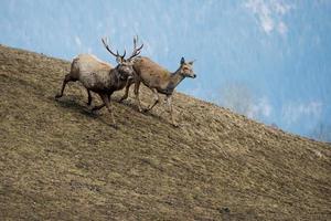 ciervo corriendo sobre el fondo de la hierba foto