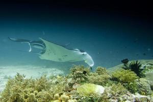 An isolated Manta in the blue background photo
