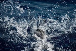 Dolphin while jumping in the deep blue sea photo