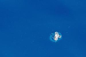 velella jellyfish on deep blue sea back photo