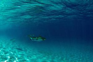 bucear con tiburones en el océano azul de polinesia foto