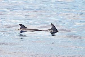 common dolphin fin detail while swimming down photo